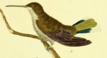 Sabrewing