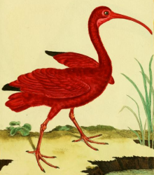 Scarlet Ibis