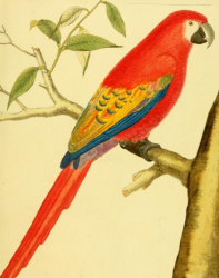 Scarlet Macaw