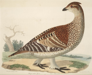 Sharp Tailed Grouse