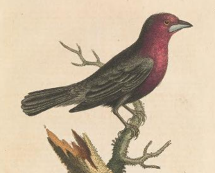 Silver Beaked Tanager