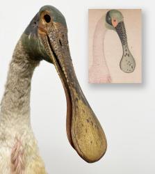 Spoonbill Specimen