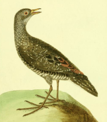 Spotted Crake