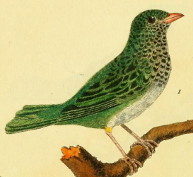 Spotted Tanager