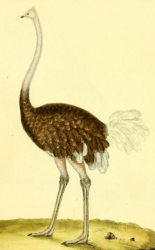 Struthio