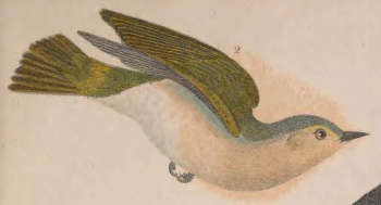Tennessee Warbler