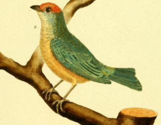 Tangara Cayana