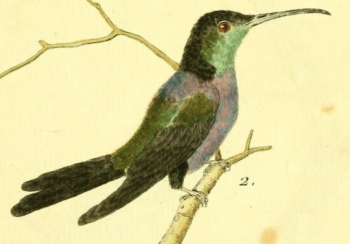 Thalurania