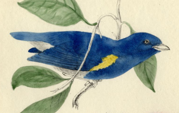 Thraupis Ornata