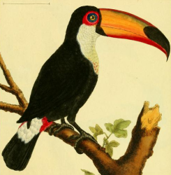Toco Toucan