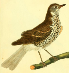 Turdus Philomelos