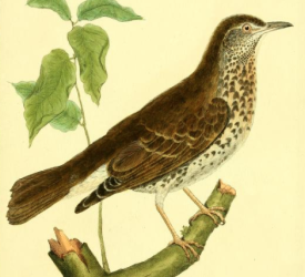 Turdus Pilaris
