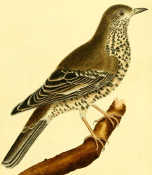 Turdus Viscivorus