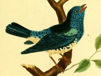 Turquoise Tanager