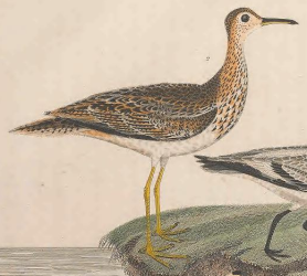 Upland Sandpiper 
