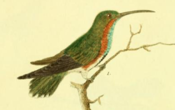 Unidentified Hummingbird