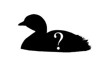 Silhouette of Grebe, with question mark