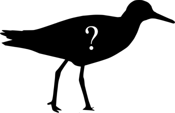 Silhouette of Sandpiper, with question mark