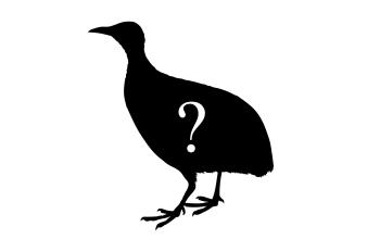 Unidentified Tinamou