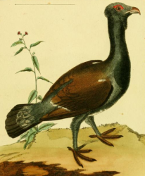 Urogallus