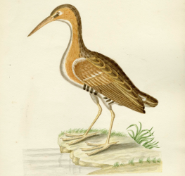 Virginia Rail