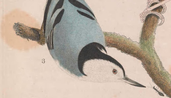 White-breasted Nuthatch