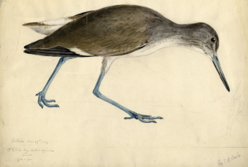 Willet