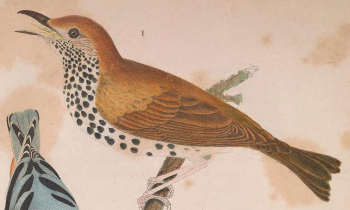 Wood Thrush
