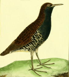 Water Rail