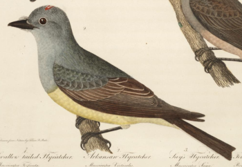 Western Kingbird