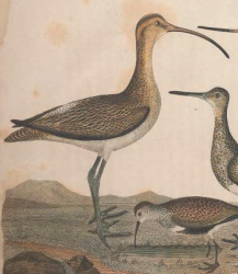 Whimbrel