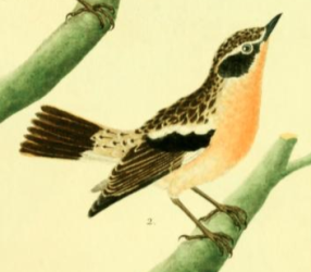Whinchat