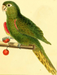 White Eyed Parakeet