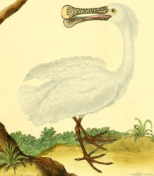 White Spoonbill