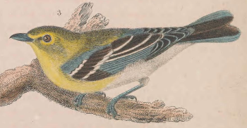 Yellow-throated Vireo