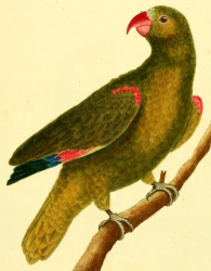 Yellow Crowned Amazon