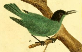 Green Honeycreeper
