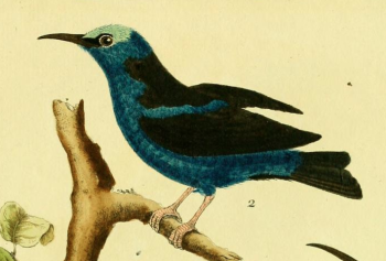 Red Legged Honeycreeper