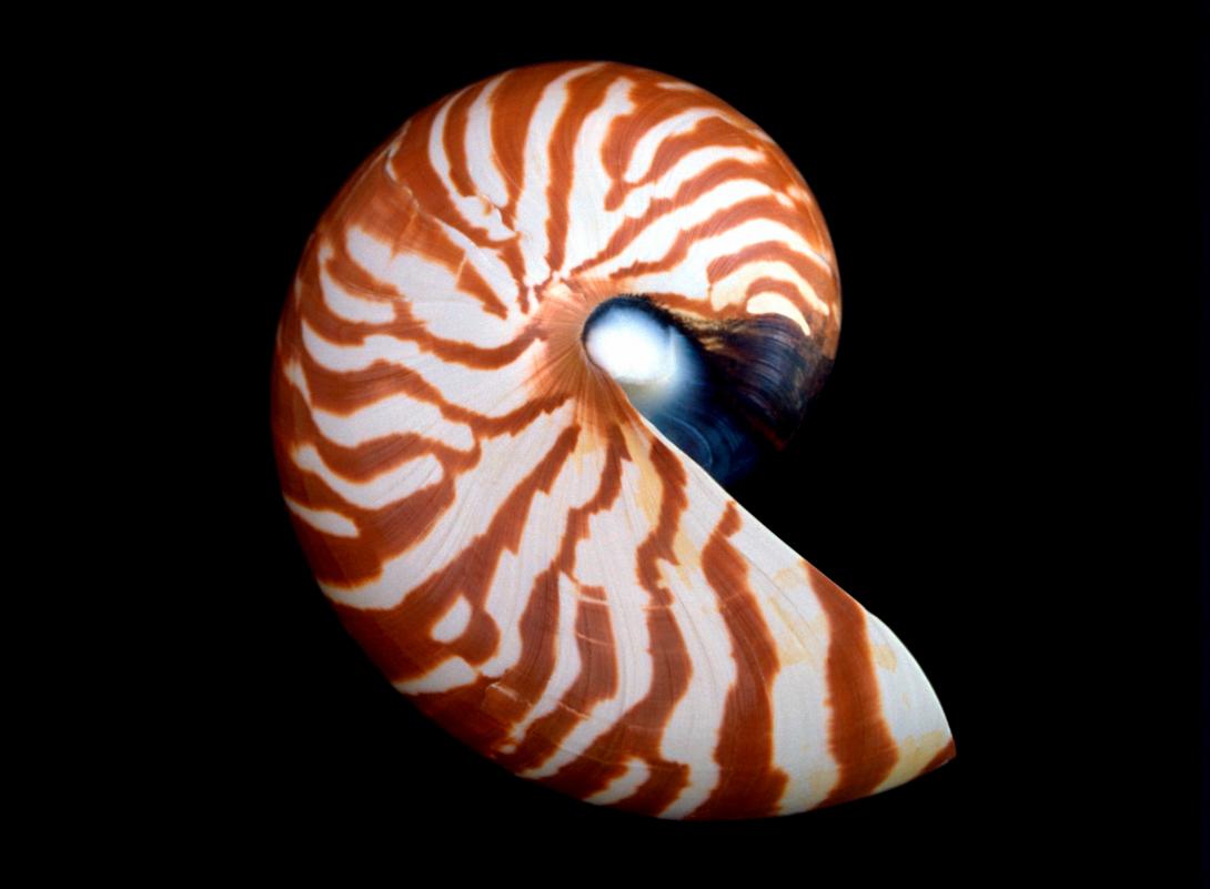 nautilus