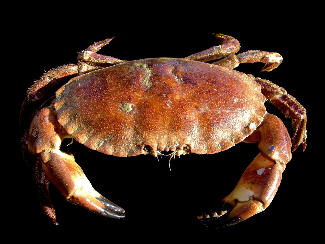 crab