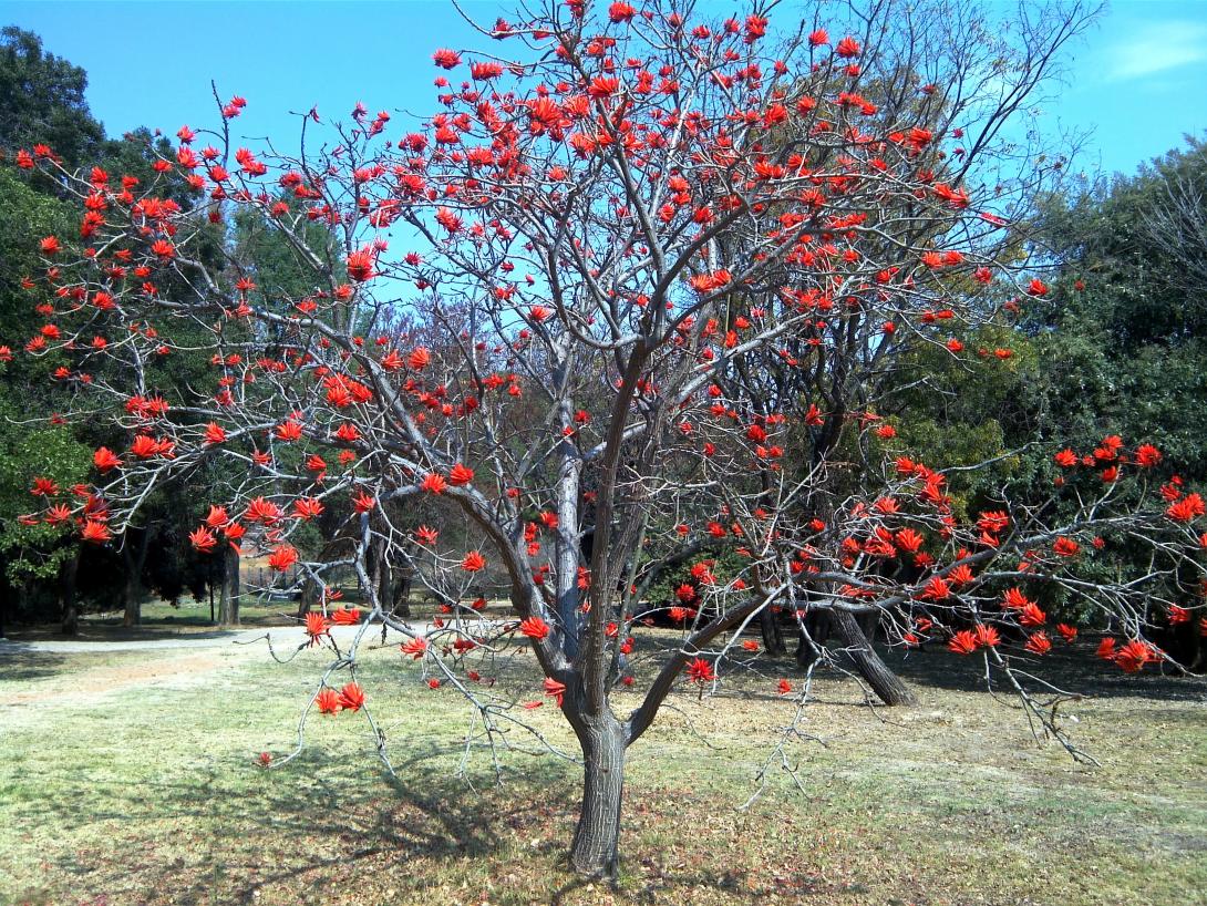 erythrina