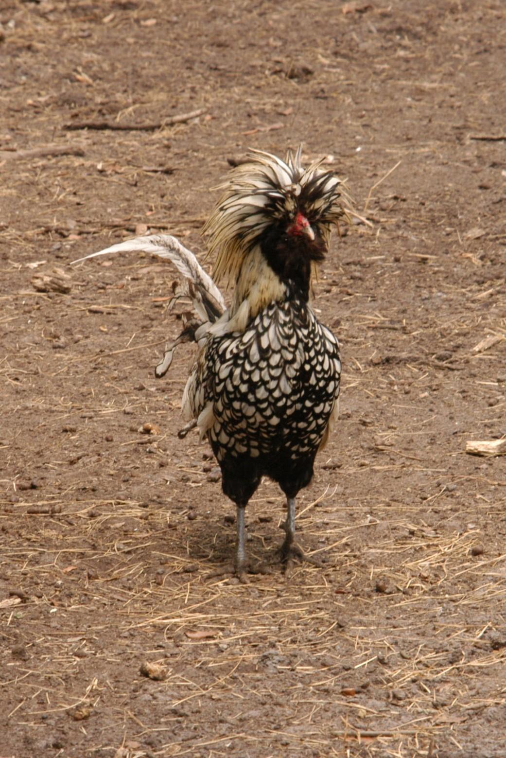 cock