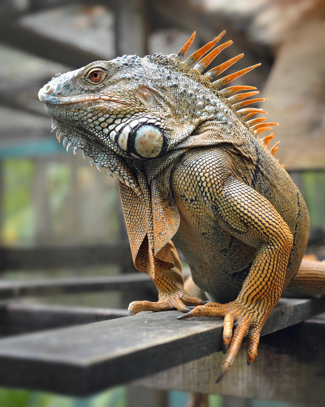 iguana