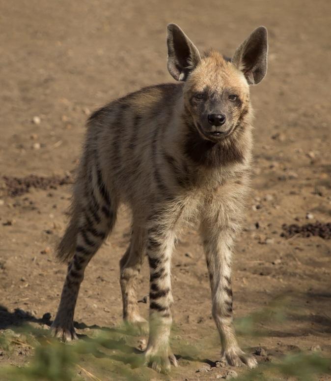 hyena