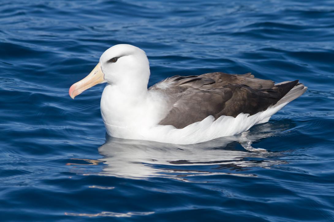 albatross