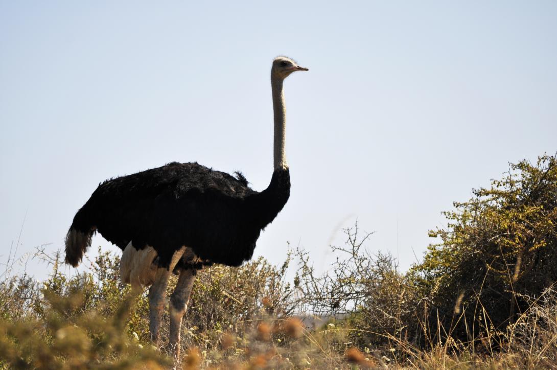 ostrich