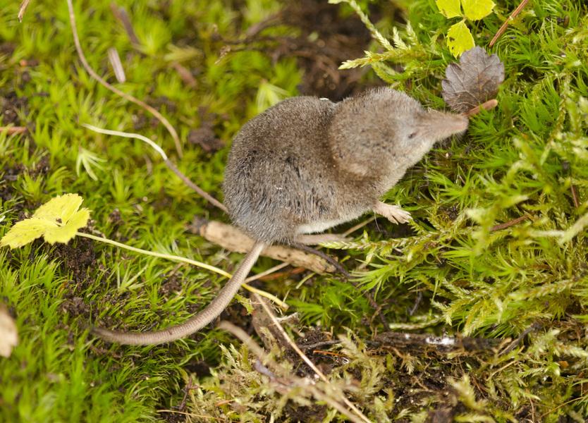 shrew