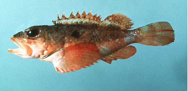 smooth-head scorpionfish 