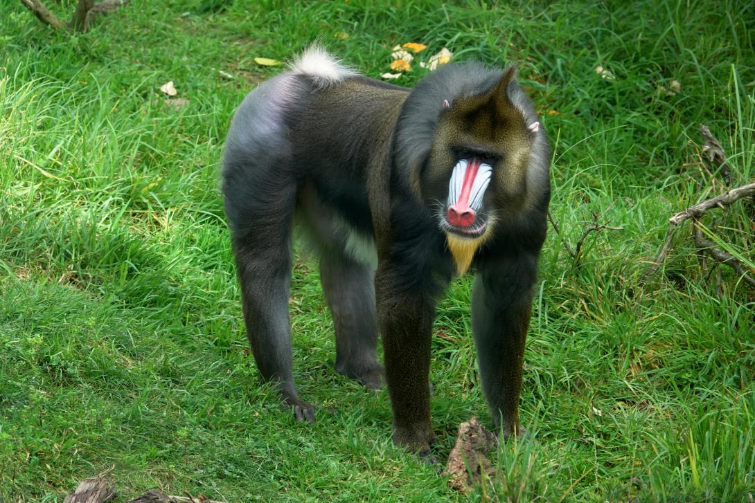 mandrill