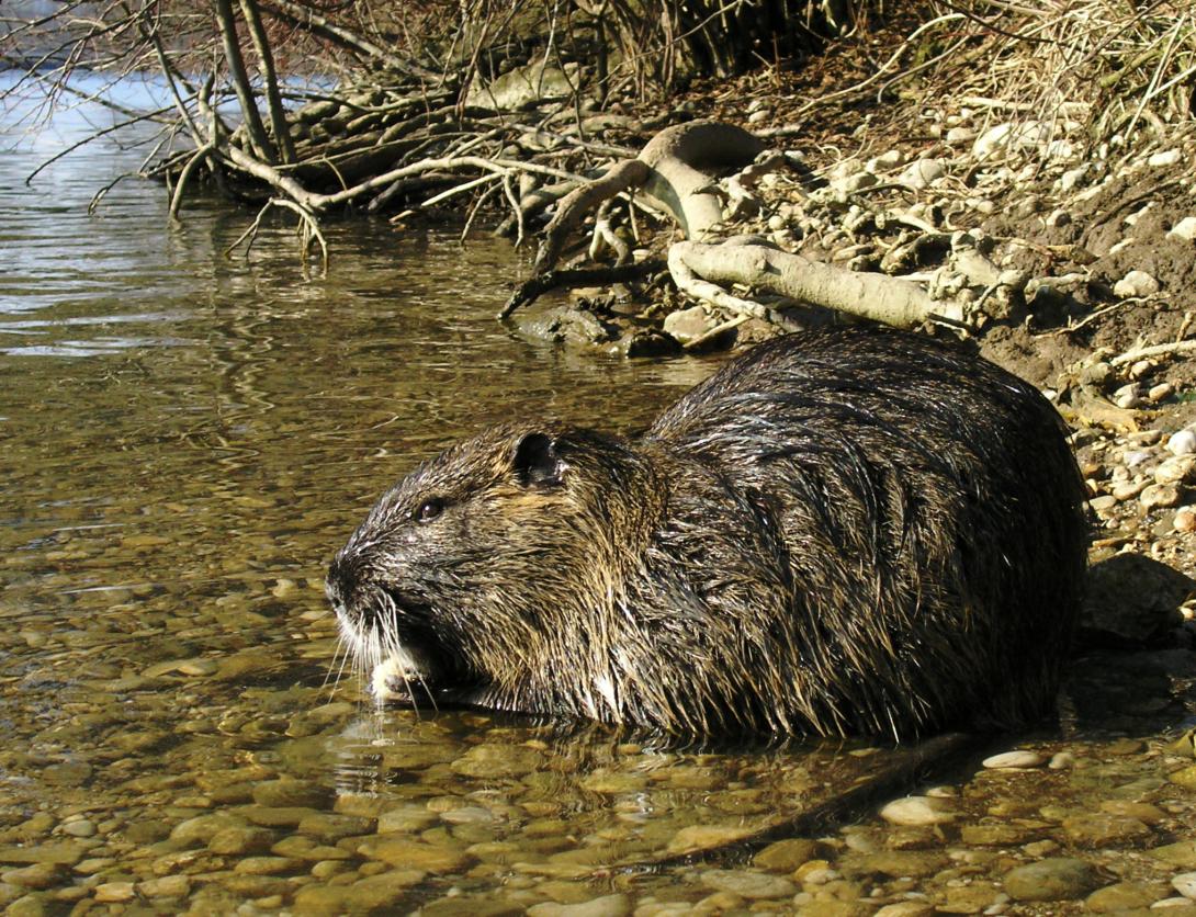 nutria